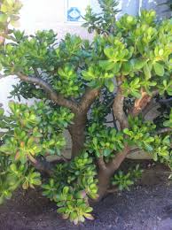 Jade Plant I Planted For 20 Years