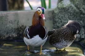 His name is derived from the fact that he behaves in a daffy way. Duck Identification Guide All The Types Of Ducks With Pictures Bird Eden