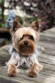100+ yorkie haircuts for males and females (cute yorkshire terrier hairstyles and cuts) by dr. Shaggy Chic Yorkshireterrier Yorkshire Terrier Yorkie Terrier