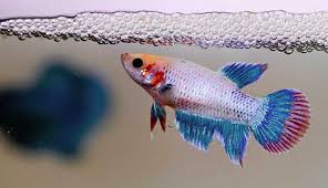 Il pesce combattente: il piccolo guerriero con le pinne