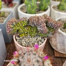 Image result for Myrtillocactus geometrizans