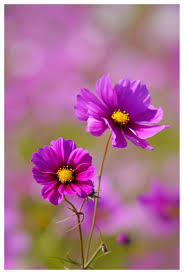 Image result for Aphloiaceae