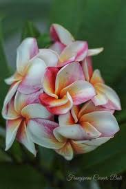 Frangipani J105 Intense Scent Frangipani Tropical Flowers Plumeria