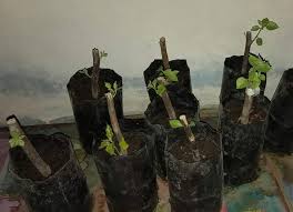 Bunga kertas sering disebut juga sebagai bougenville. 9 Cara Stek Bonsai Bunga Kertas Idnfarmers