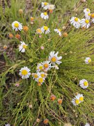 Image result for Felicia muricata