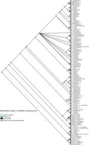 Image result for Elatostema paivaeanum