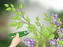 See full list on gardeningknowhow.com How To Prune Lilacs 9 Steps With Pictures Wikihow