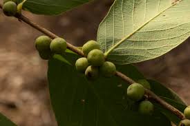 Image result for Bridelia mollis