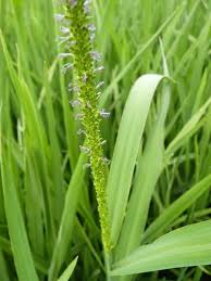 Image result for Stipularia africana