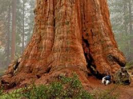General Sherman The Biggest Tree In The World Parc National De Sequoia Sequoia Geant Vieux Arbres