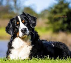 Puppy package includes vaccines, health certificate, transport carrier, 1 year warrenty & more. Azzabern Kennels Bernese Mountain Dog Breeder Central Coast Nsw