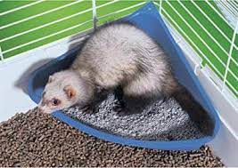 Gently place your ferret in the litter box if caught in the act, but this must be immediate to have the once your ferret is using the litter box outside of the cage, gradually increase the space the ferret. How To Discipline A Ferret Useful Guide For Ferret Owner Ferrets Care Ferret Cute Ferrets