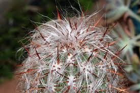 He (to do) this since he was a boy. Old Man Of The Mountain 35 Year Old Cactus Five Photos Steemit
