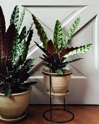 5 Shade Loving Plants You Haven T Seen Everywhere Calathea Plant Plants House Plants