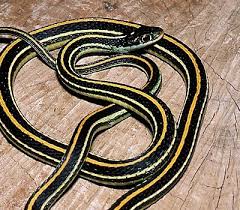 Black And Yellow Snake North Texas Eastern Ribbon Snake Snake Yellow Snake Reptile Snakes