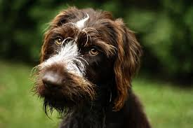 Gerard The German Wire Haired Pointer German Wirehaired Pointer Drahthaar Korthals Griffon
