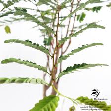 Image result for Elephantorrhiza elephantina