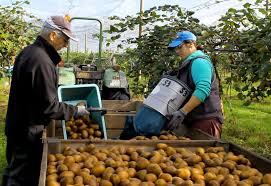 Kiwi Reussir Fruits Legumes Fld