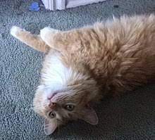 Domestic Long Haired Cat Wikipedia