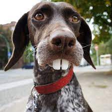 after the dentist german shorthaired pointer german shorthair cute dogs