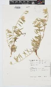 Image result for Dicoma capensis