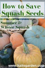 Seed Saving How To Save Squash Seeds Kaits Garden Squash Seeds Seed Saving Squash