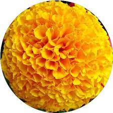33 Types Of Yellow Flowers Proflowers Blog
