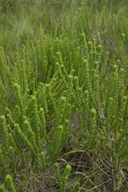 Image result for Hyptis