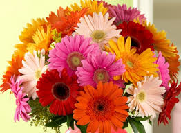 Encapsulated with the best of colors and fragrance, these can send a wish of well being, uplift spirits, and can say the unspoken profoundly. 8 Unique Flowers Your Girlfriend Will Love