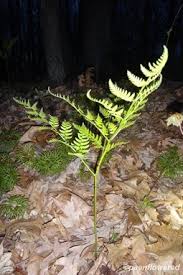 Image result for Dennstaedtiaceae