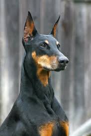 Handsome Doberman Doberman Pinscher Dog Doberman Pinscher Doberman Dogs