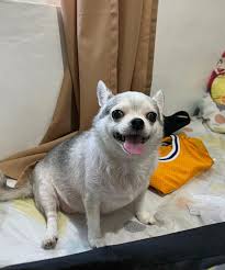 Image result for chihuahua big obesity