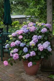 But to enjoy a bountiful yield, keep all the gardening tips we've outlined above in mind. 6 Plants You Can Surprisingly Grow In Pots Plants Growing Hydrangeas Container Plants