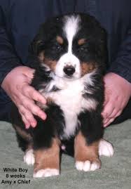 Bernese Mountain Dog Puppy Black And White Bernese Mountain Dog Puppy For Sale In Hopkinsville Ky Adn 63840 On Puppyfinder Com Gender Mal Bernese Mountain Dog Puppy Mountain Dogs Bernese Mountain Dog