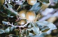 Image result for Diospyros mespiliformis