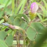 Image result for Oxalis obliquifolia
