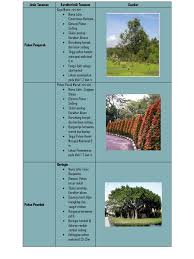 Jenis tanaman tanaman hias akan menghasilkan jenis tanaman yang bebas dari hama dan penyakit.tanaman hias. Jenis Tanaman Pdf