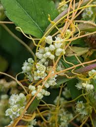 Image result for Cuscuta australis