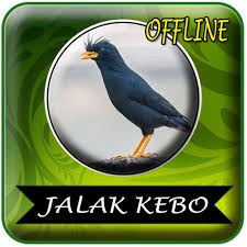 Самые новые твиты от xlr (@jalak_kebo18): Jalak Kebo Kicau Mp3 Offline Google Play à¤ªà¤° à¤à¤ª à¤² à¤• à¤¶à¤¨