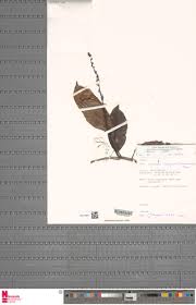 Image result for Thomandersiaceae