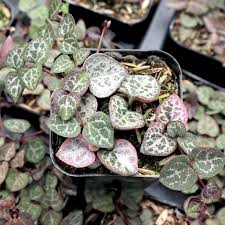 Image result for Ceropegia speciosa