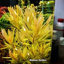 Image result for Nesaea