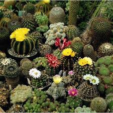 How to grow cactus from seed. Cactus Mixture A Leading Supplier Of Vegetable Seeds In Essex Uk Grow Your Own Vegetable Seeds Kingsseeds Com