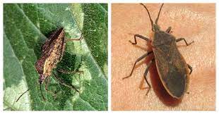 Chrysanthemums are beautiful flowers that also work overtime to keep unwanted bugs out of your yard. Control Squash Bugs 10 Ways How To Kill Squash Bugs