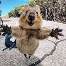 Erfahren Sie Mehr Uber Rottnest Island Die Wunderschone Insel Im Westen Von Australi Uberraschungsziel Ga Gluckliche Tiere Lachelnde Tiere Tiere