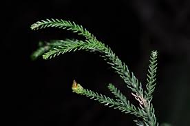 Image result for Podocarpaceae