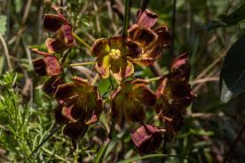 Image result for Glossostelma