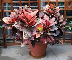 Image result for Crotonogynopsis