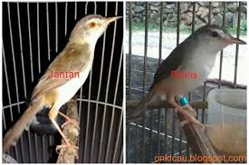 Ciblek putih / ciblek kristal burung ciblek kristal. Perbedaan Ciblek Kristal Dan Kapas Perbedaan Ciblek Kristal Dan Ciblek Semi Dan Ciri Cirinya Pada Waktu Ciblek Masih Lolohan Dan Berlaku Untuk Beragam Jenis Ciblek Seperti Ciblek Semi Cisem Ciblek Kristal