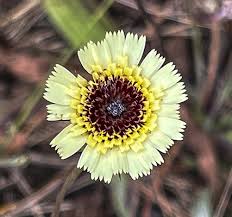 Image result for Tolpis